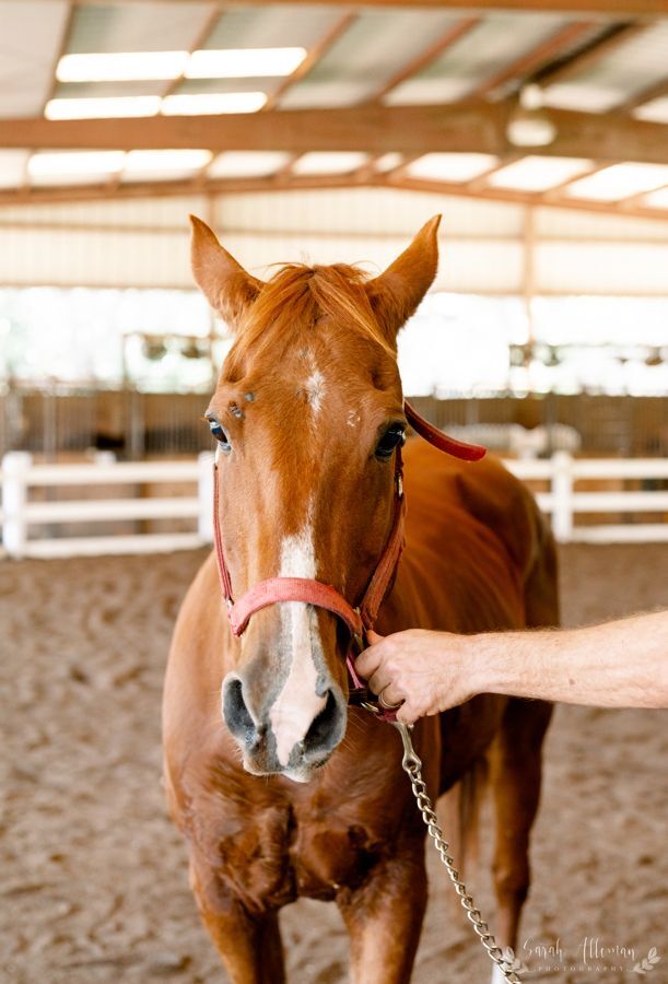 mardi horse 4.jpg